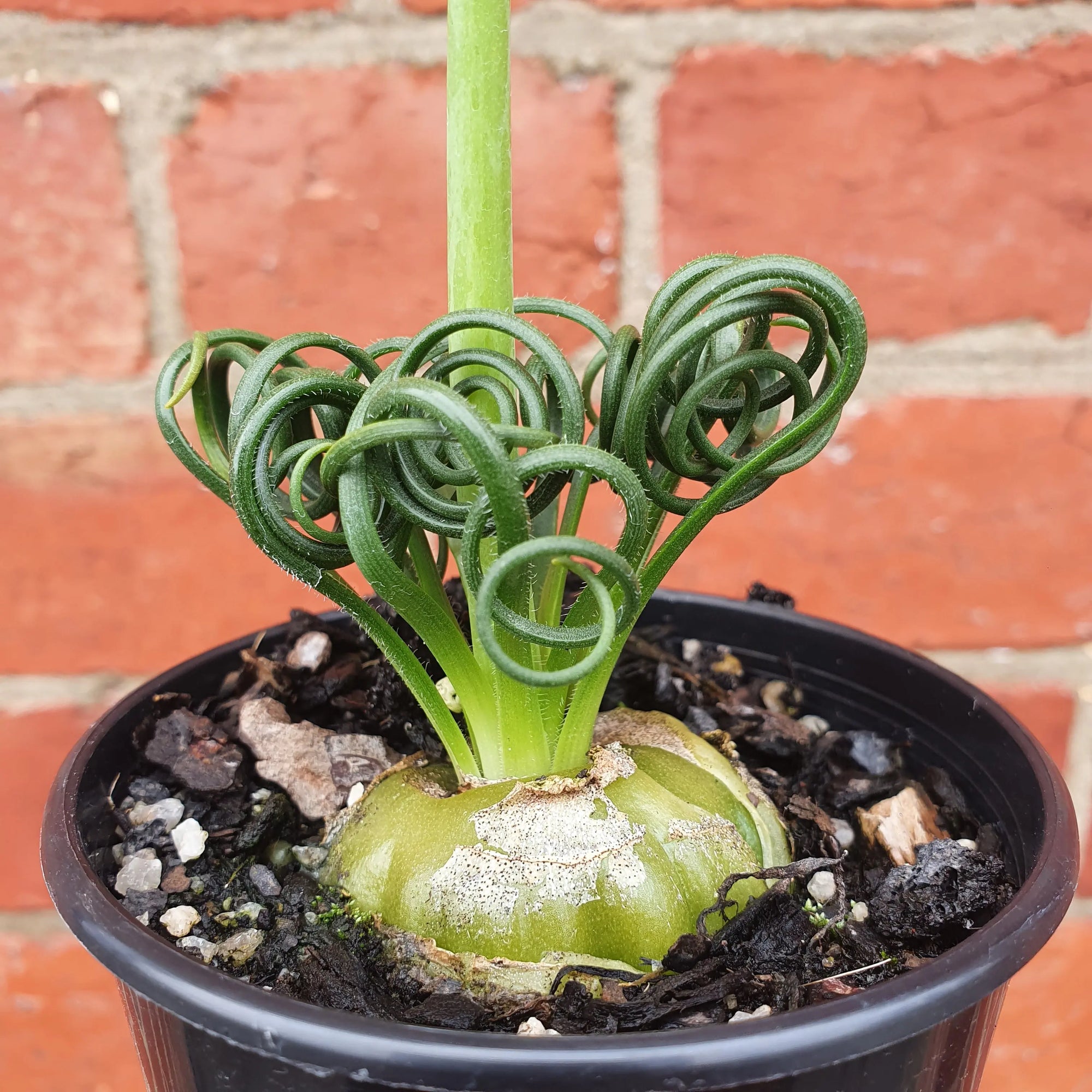 Frizzle Sizzle  (Albuca spiralis)- 7cm pot Folia House