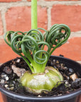 Frizzle Sizzle  (Albuca spiralis)- 7cm pot Folia House