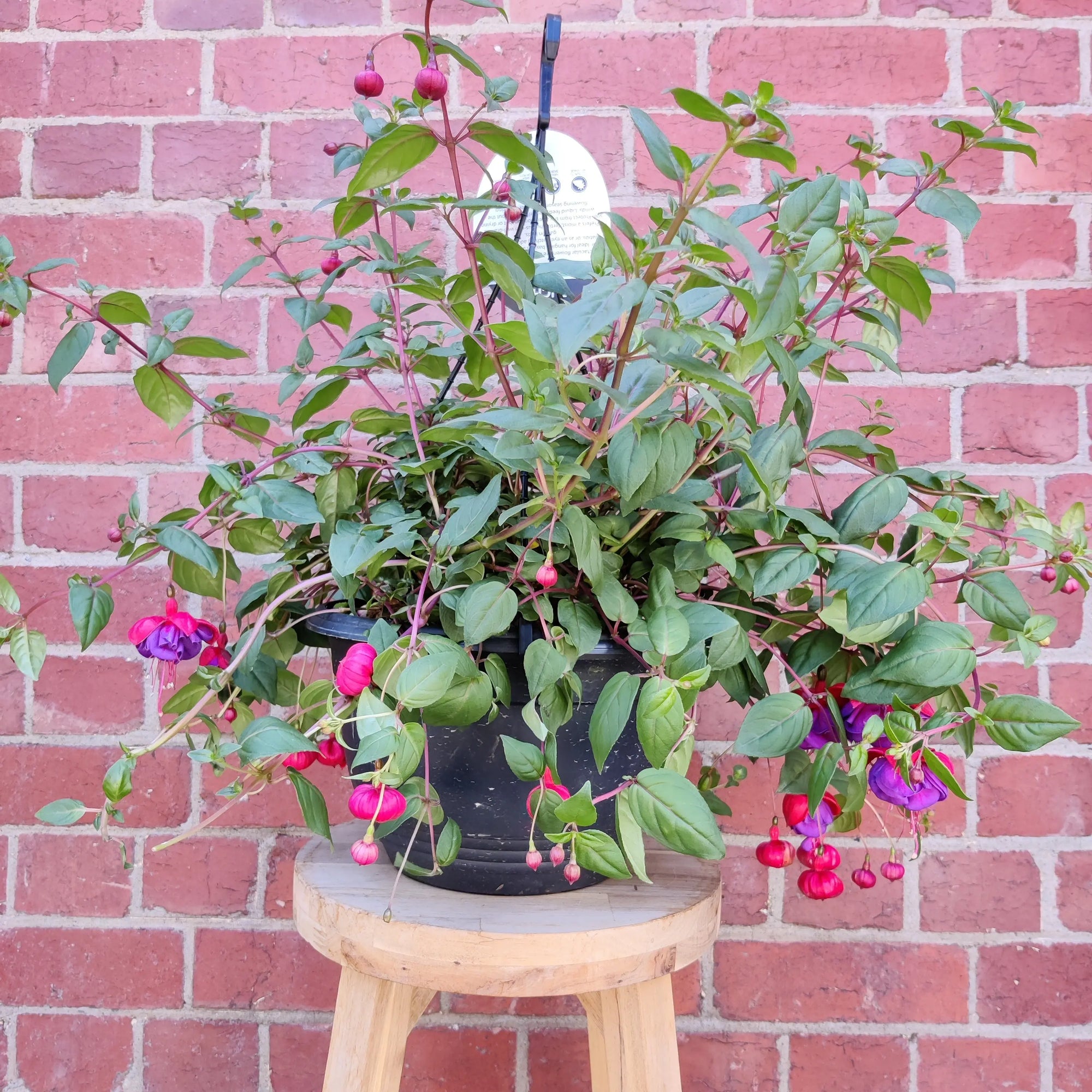 Fuchsia Basket - 25cm HB Folia House