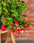 Fuchsia Basket - 25cm HB Folia House