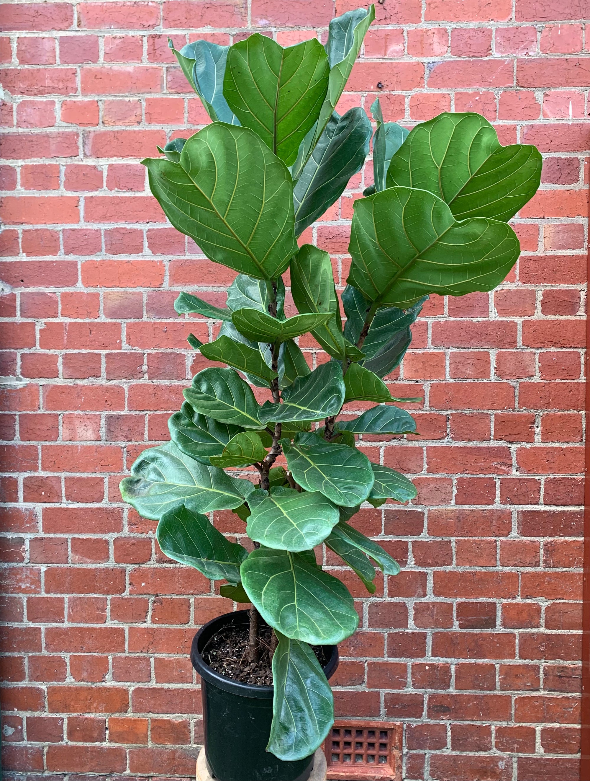 Lyrata Fiddle Leaf fig (Ficus Lyrata) - 30cm Pot