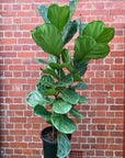Lyrata Fiddle Leaf fig (Ficus Lyrata) - 30cm Pot