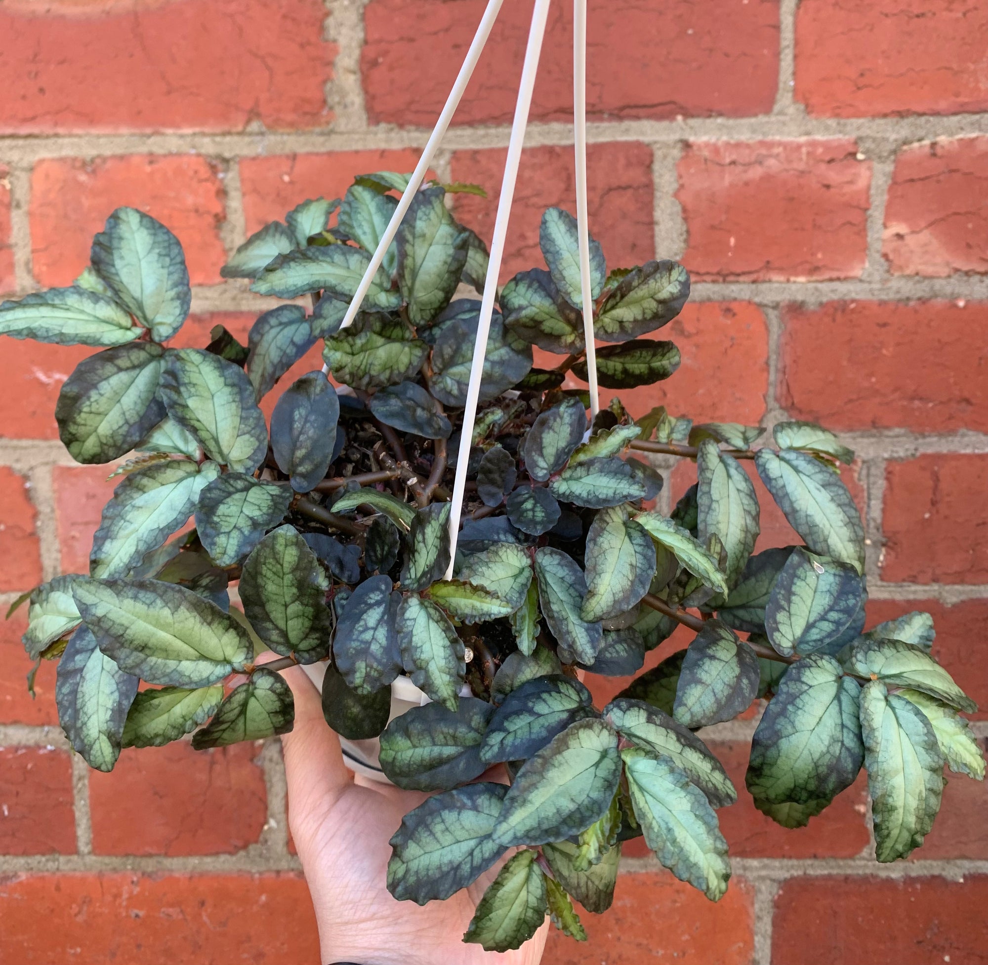 Pellionia Repens - 13cm Hanging Basket