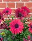 Osteospermum Serenity Red - 14cm pot