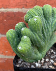 Cereus Wild Thing - 10cm pot