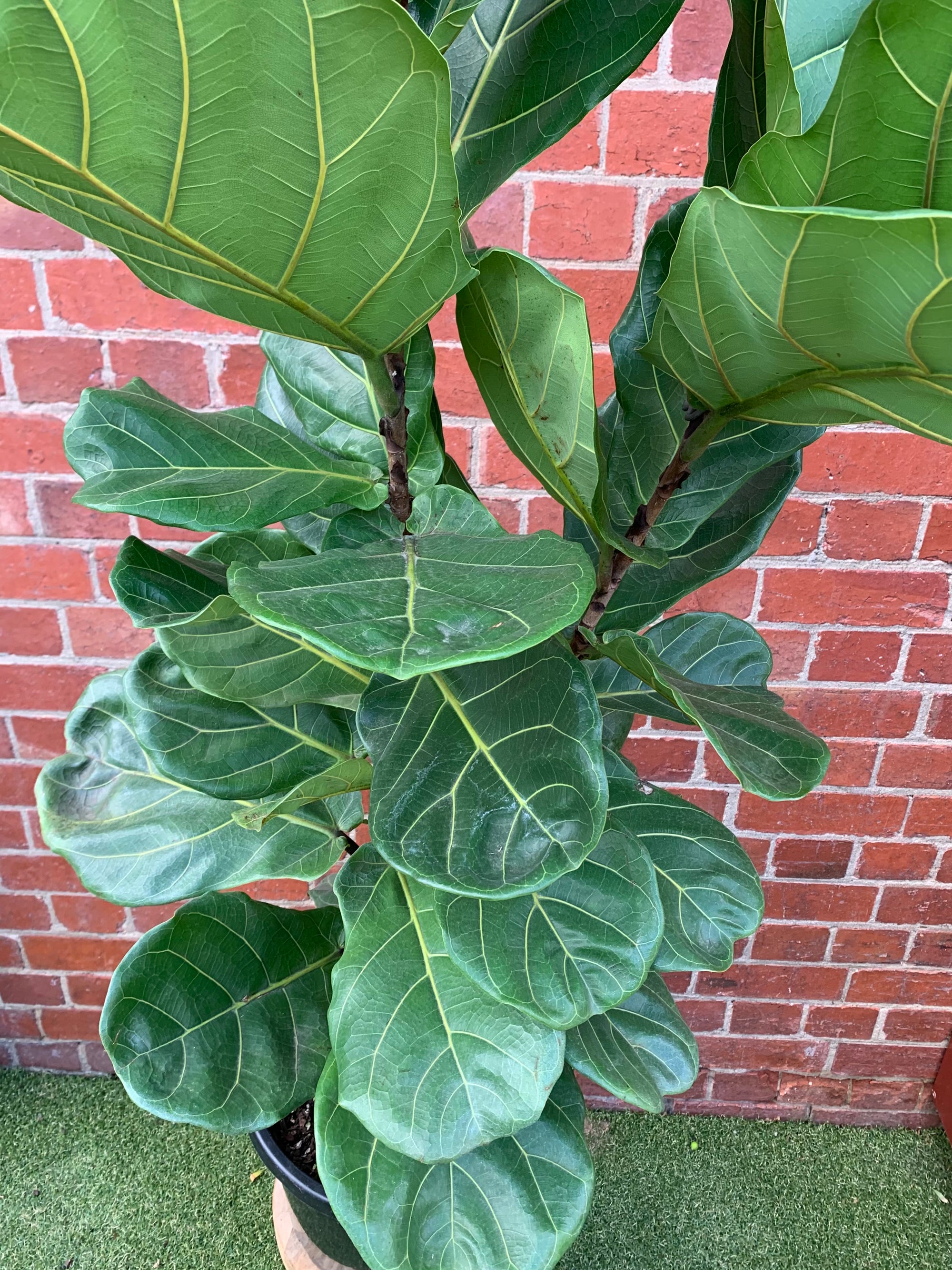 Lyrata Fiddle Leaf fig (Ficus Lyrata) - 30cm Pot