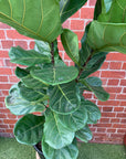 Lyrata Fiddle Leaf fig (Ficus Lyrata) - 30cm Pot