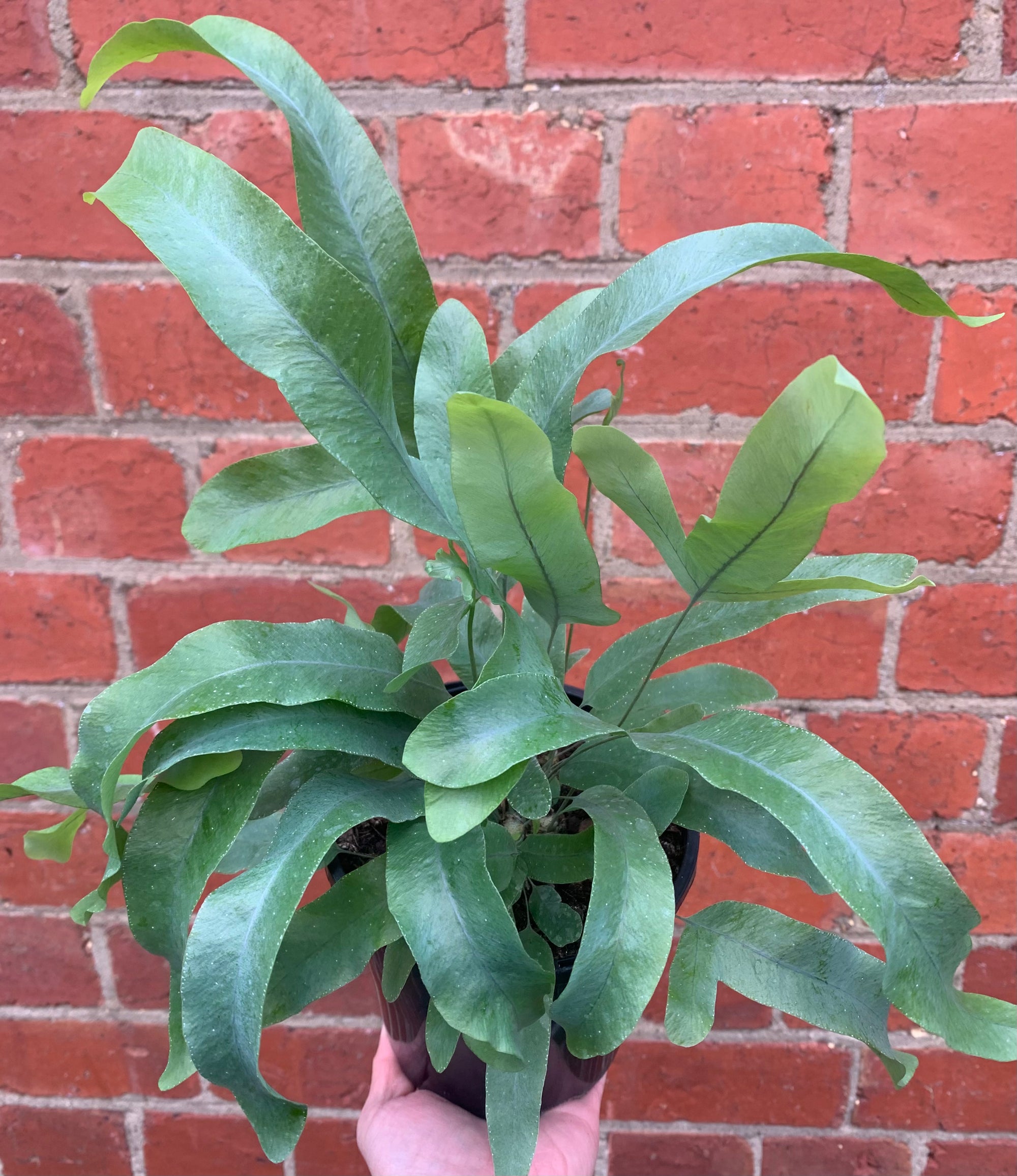 Blue Star Fern (Phlebodium Aureum)- 14cm Pot