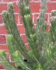 Adenanthos Sericea - Ref Flowering Albany Bush - 20cm pot