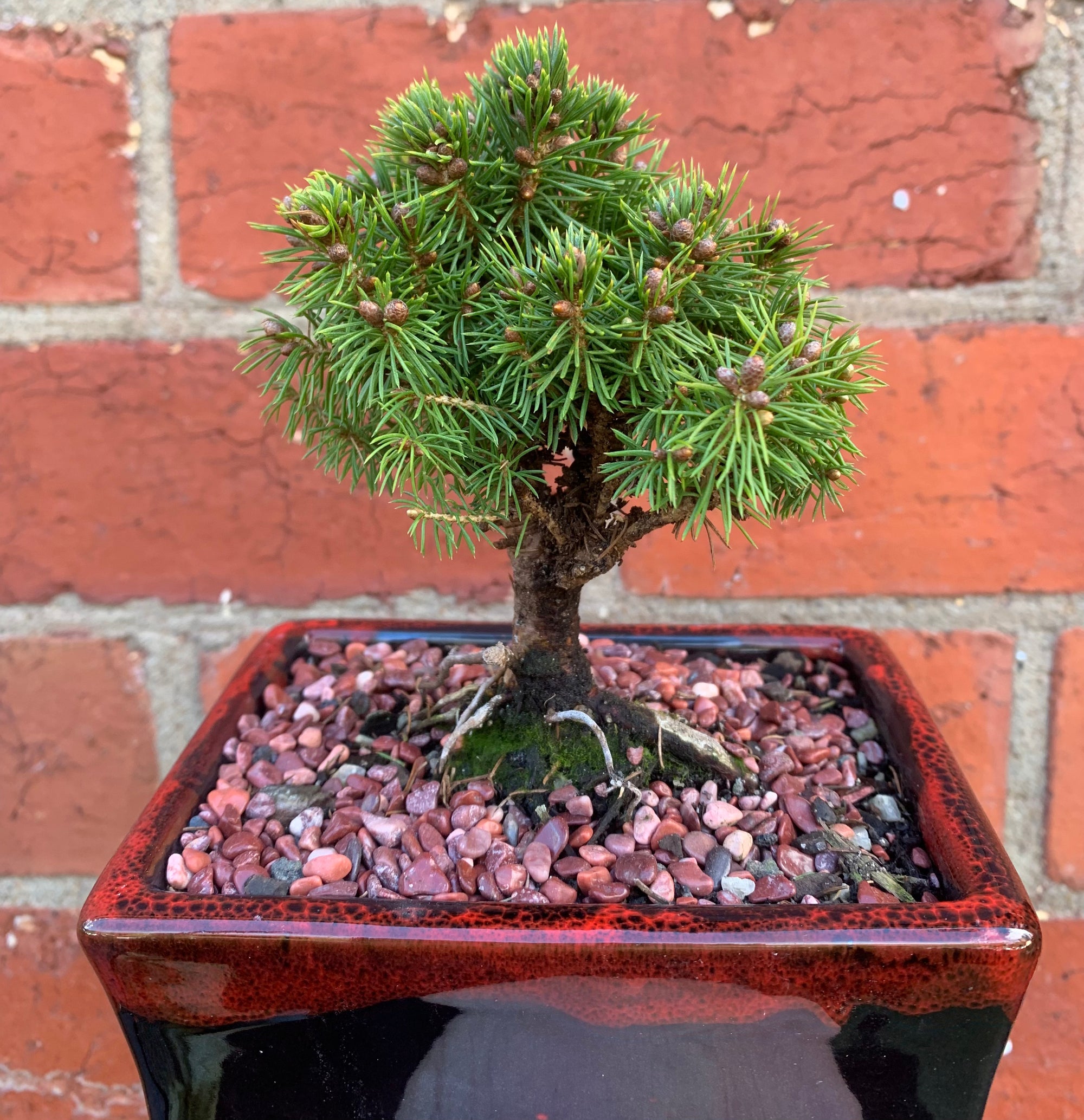Bonsai 15cm - Dwarf White Spruce - Picea Abies 'Alberta Globe'