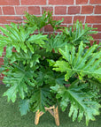 Philodendron Shangri-la - 30cm pot