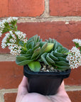 Crassula Emerald - 7cm pot