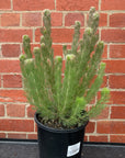 Adenanthos Sericea - Ref Flowering Albany Bush - 20cm pot