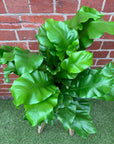 Bird Nest Fern (Asplenium Australascium) - 20cm Pot