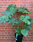 Monstera Deliciosa (Fruit Salad Plant) - 25cm Pot