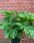 Philodendron Shangri-la - 30cm pot