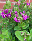 Polygala Little Polly - Dwarf Polygalla - 20cm