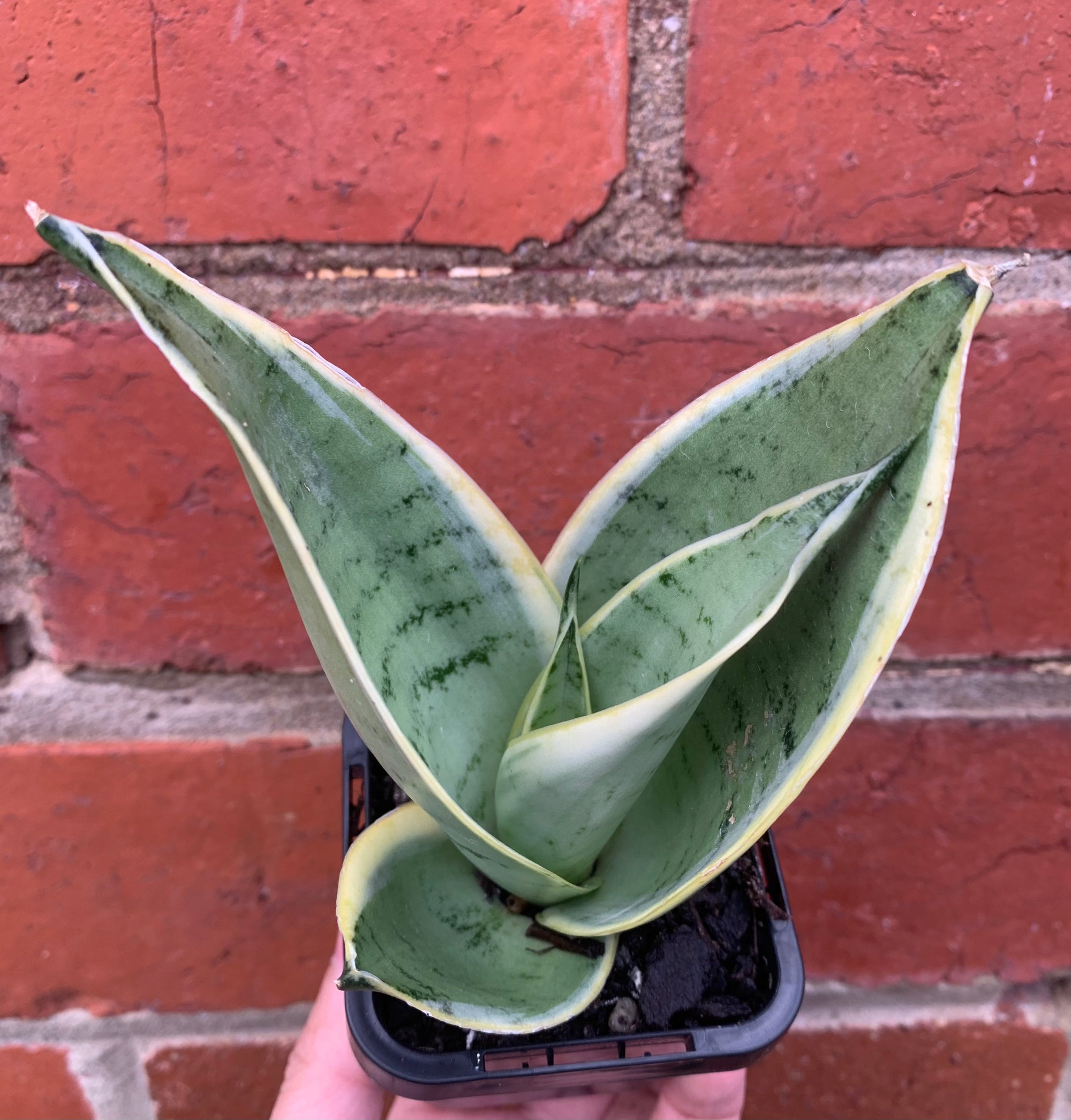 Sansevieria Snow White - 7cm pot