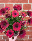 Osteospermum Serenity Red - 14cm pot