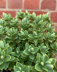 Hebe Albicans - 14cm pot