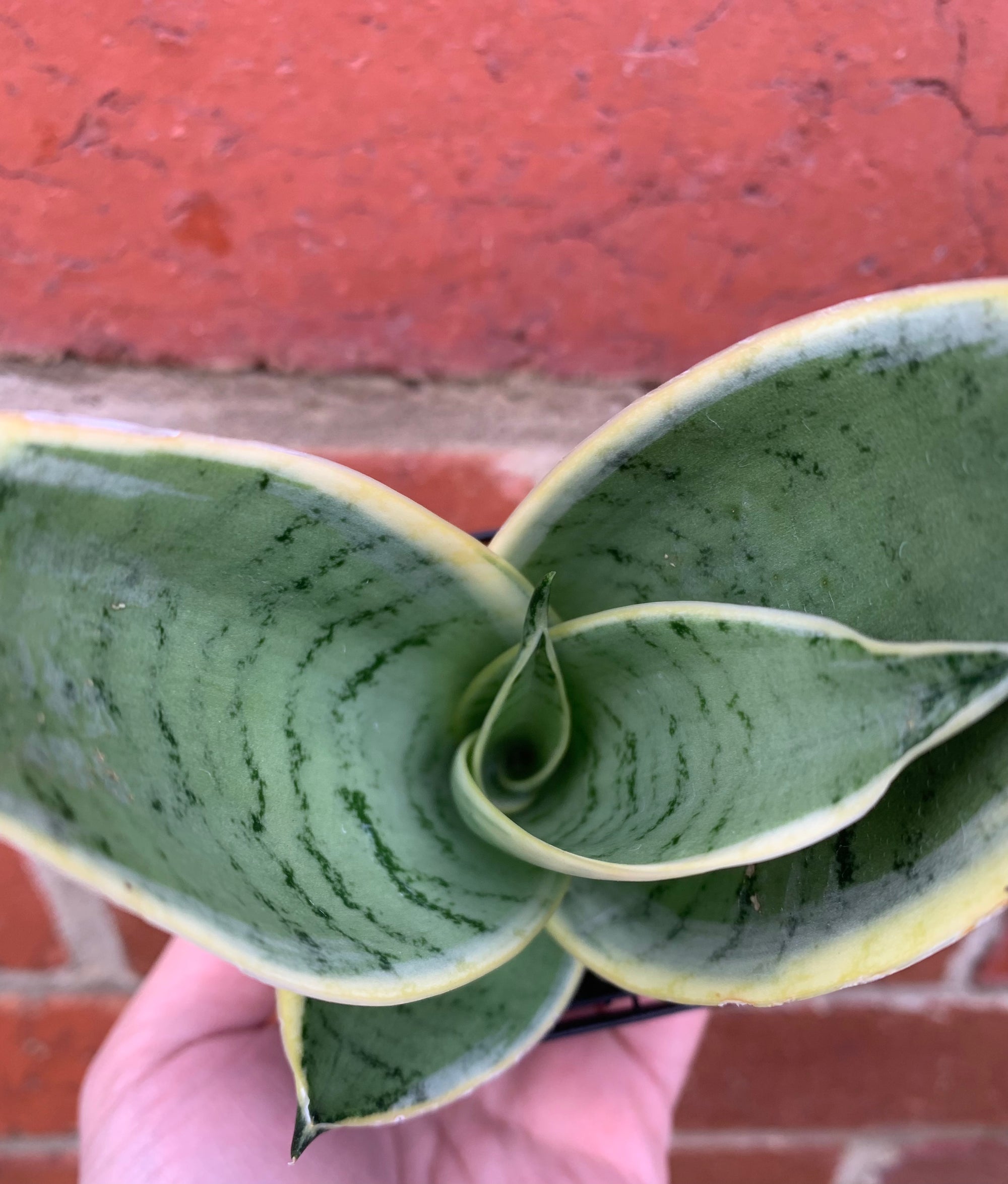 Sansevieria Snow White - 7cm pot