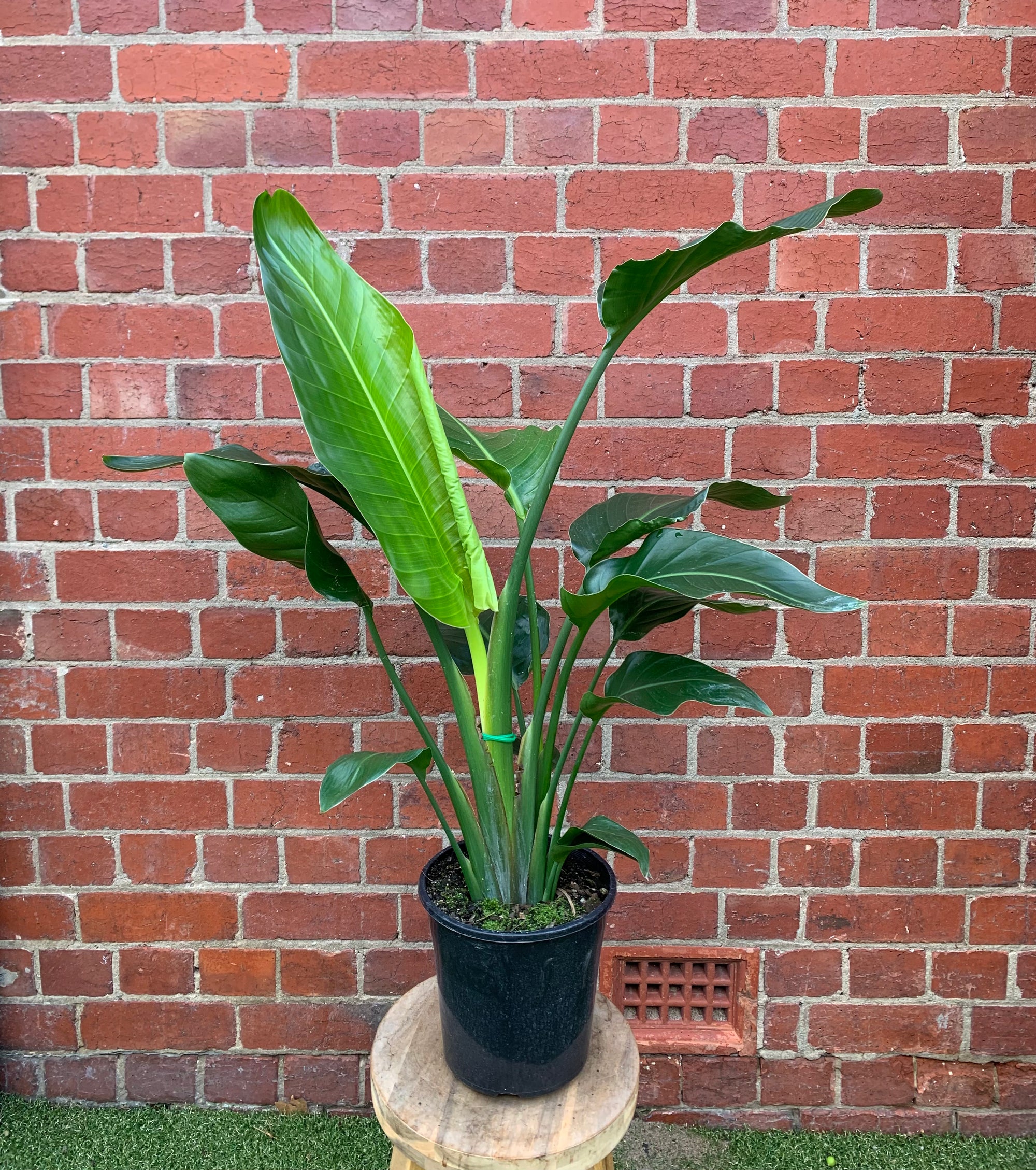 Strelitzia Nicolai - Bird of Paradise - 20cm Pot