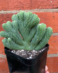 Cereus Wild Thing - 10cm pot