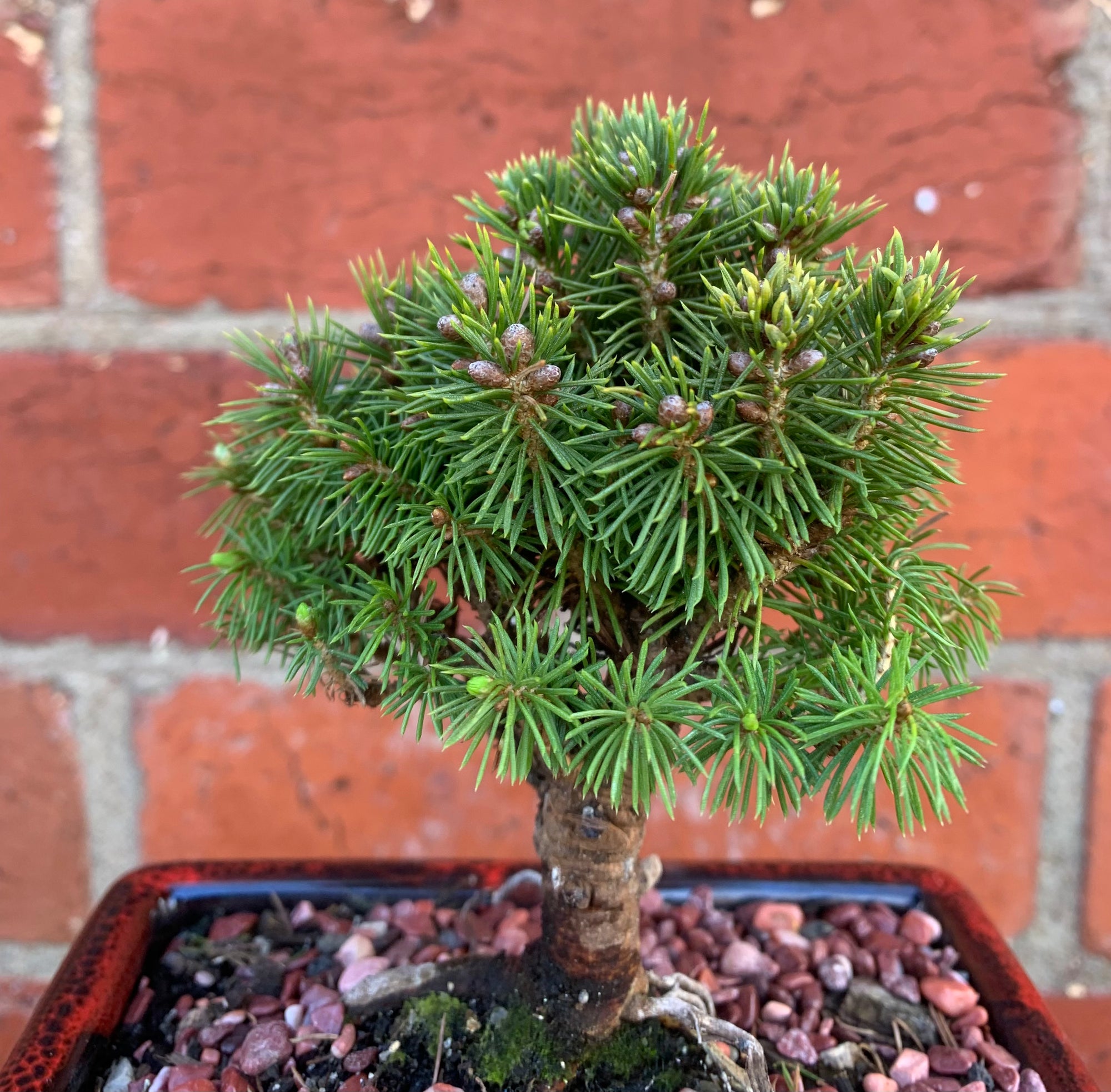 Bonsai 15cm - Dwarf White Spruce - Picea Abies 'Alberta Globe'