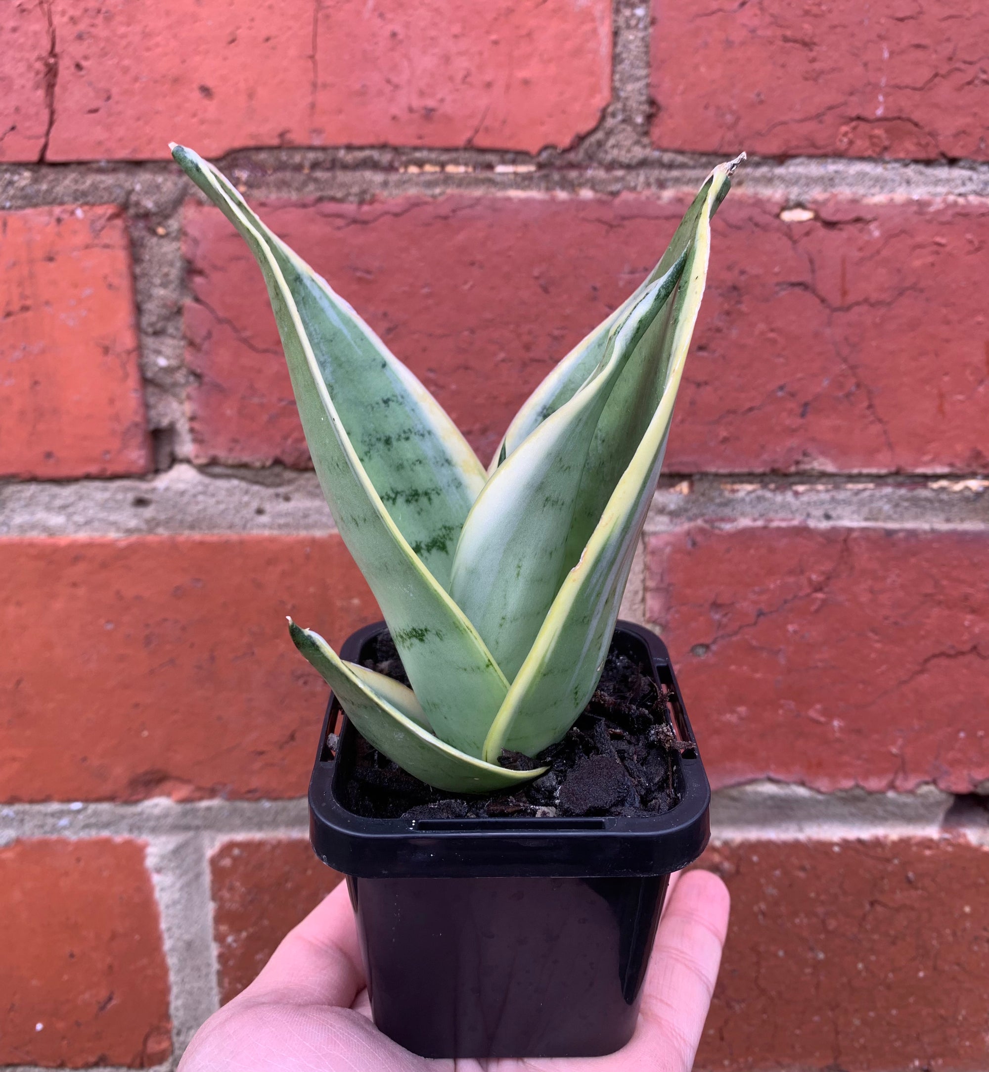 Sansevieria Snow White - 7cm pot