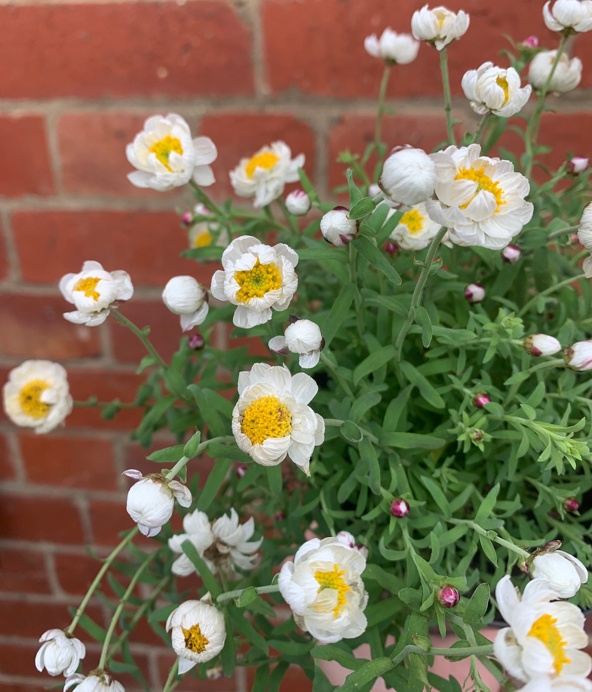 Rodanthe Anthemoides - Paper Daisy - 14cm pot