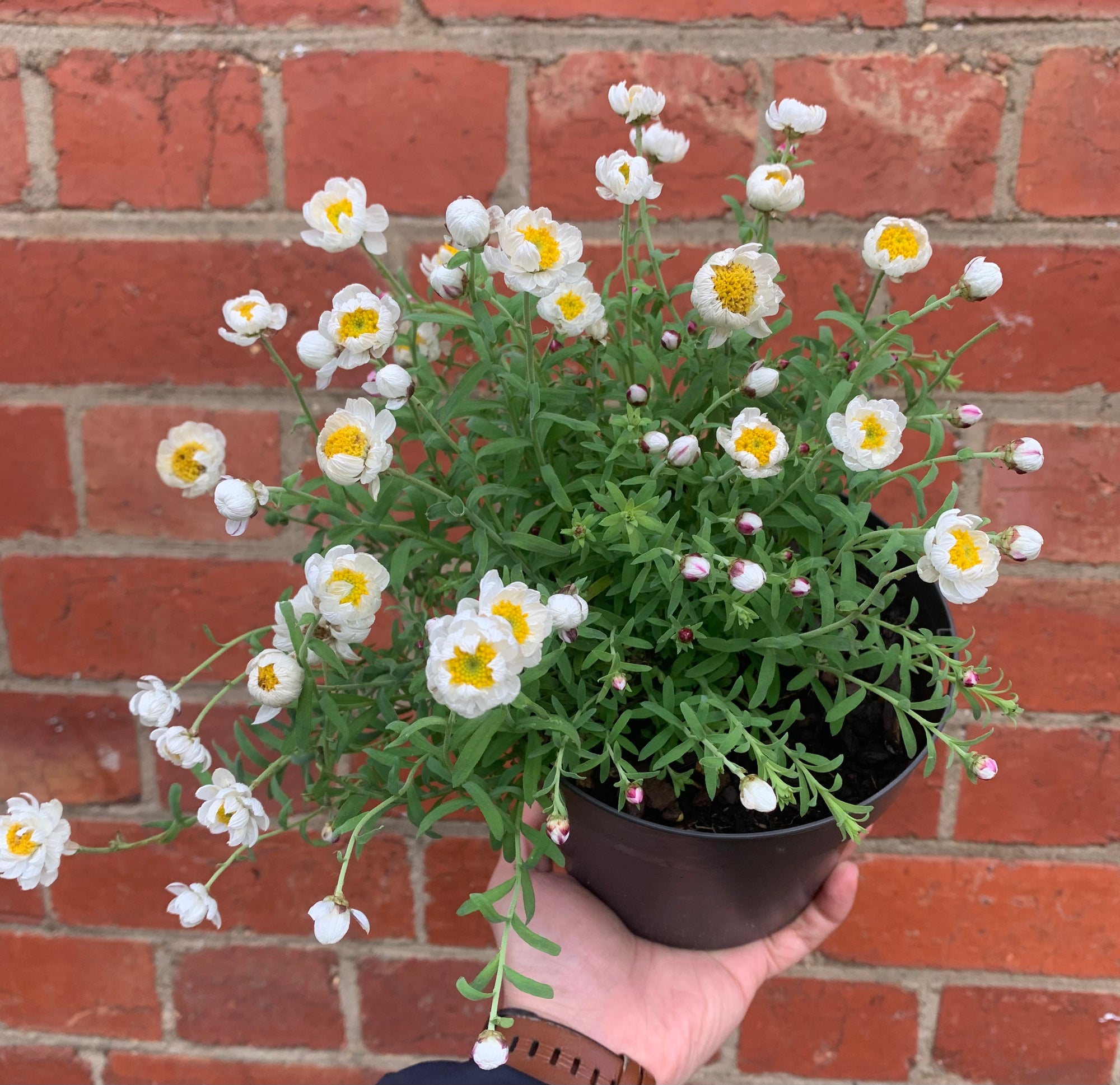 Rodanthe Anthemoides - Paper Daisy - 14cm pot