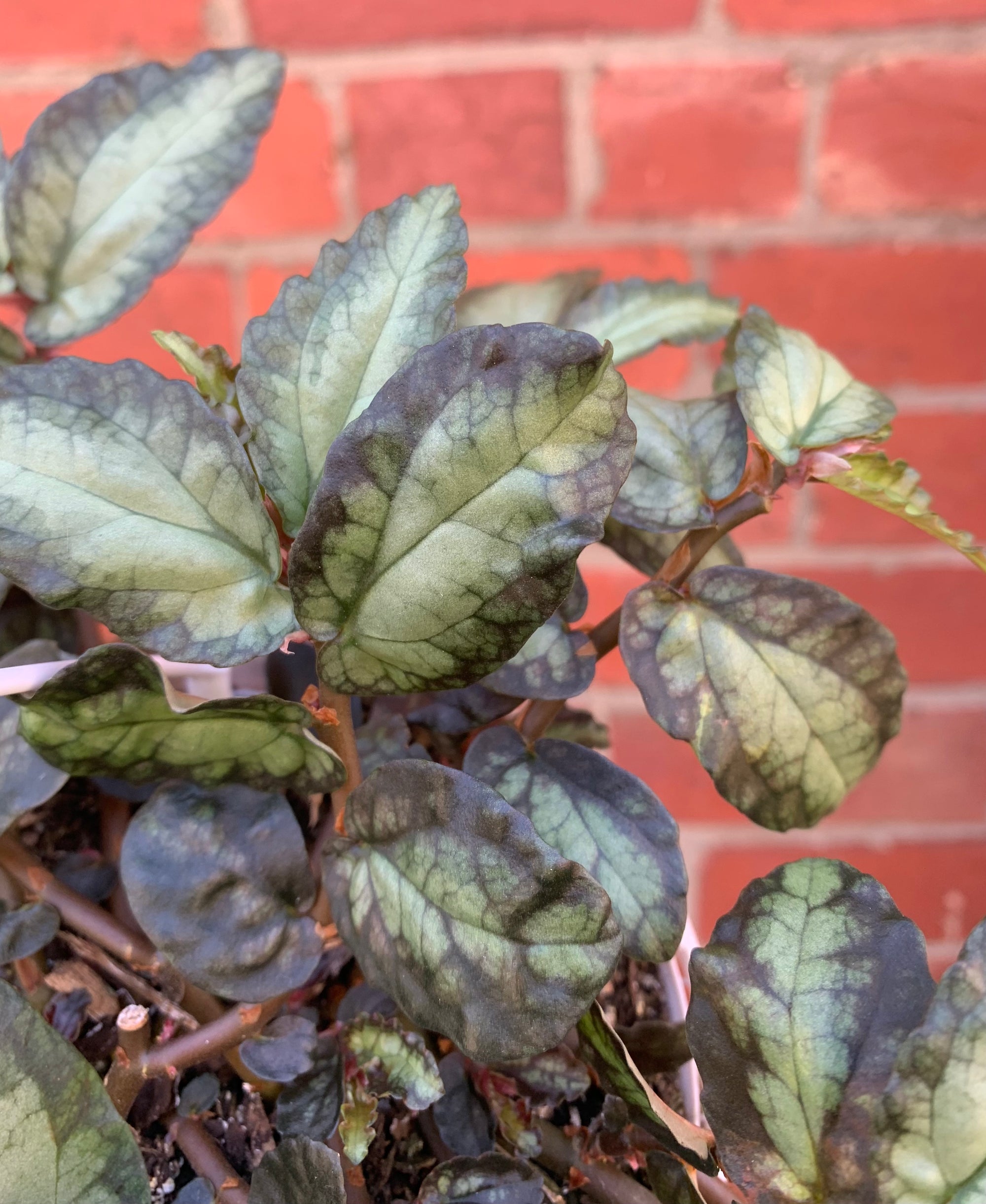 Pellionia Repens - 13cm Hanging Basket