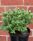 Hebe Albicans - 14cm pot