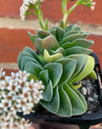 Crassula Emerald - 7cm pot
