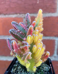 Cereus Fairy Castle Variegata - 7cm pot