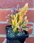 Cereus Fairy Castle Variegata - 7cm pot