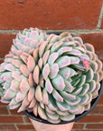 Echeveria Elegans - 15cm pot