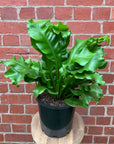 Bird Nest Fern (Asplenium Australascium) - 20cm Pot