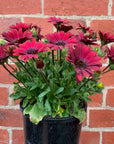 Osteospermum Serenity Red - 14cm pot