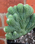 Cereus Wild Thing - 10cm pot