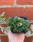 Crassula Emerald - 7cm pot