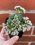 Crassula Emerald - 7cm pot