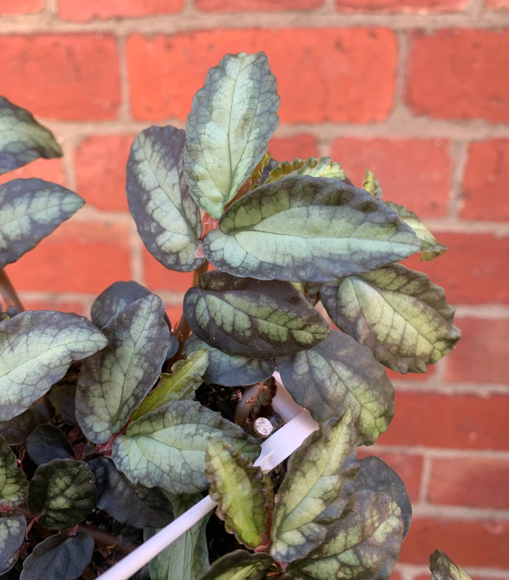 Pellionia Repens - 13cm Hanging Basket