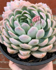 Echeveria Elegans - 15cm pot