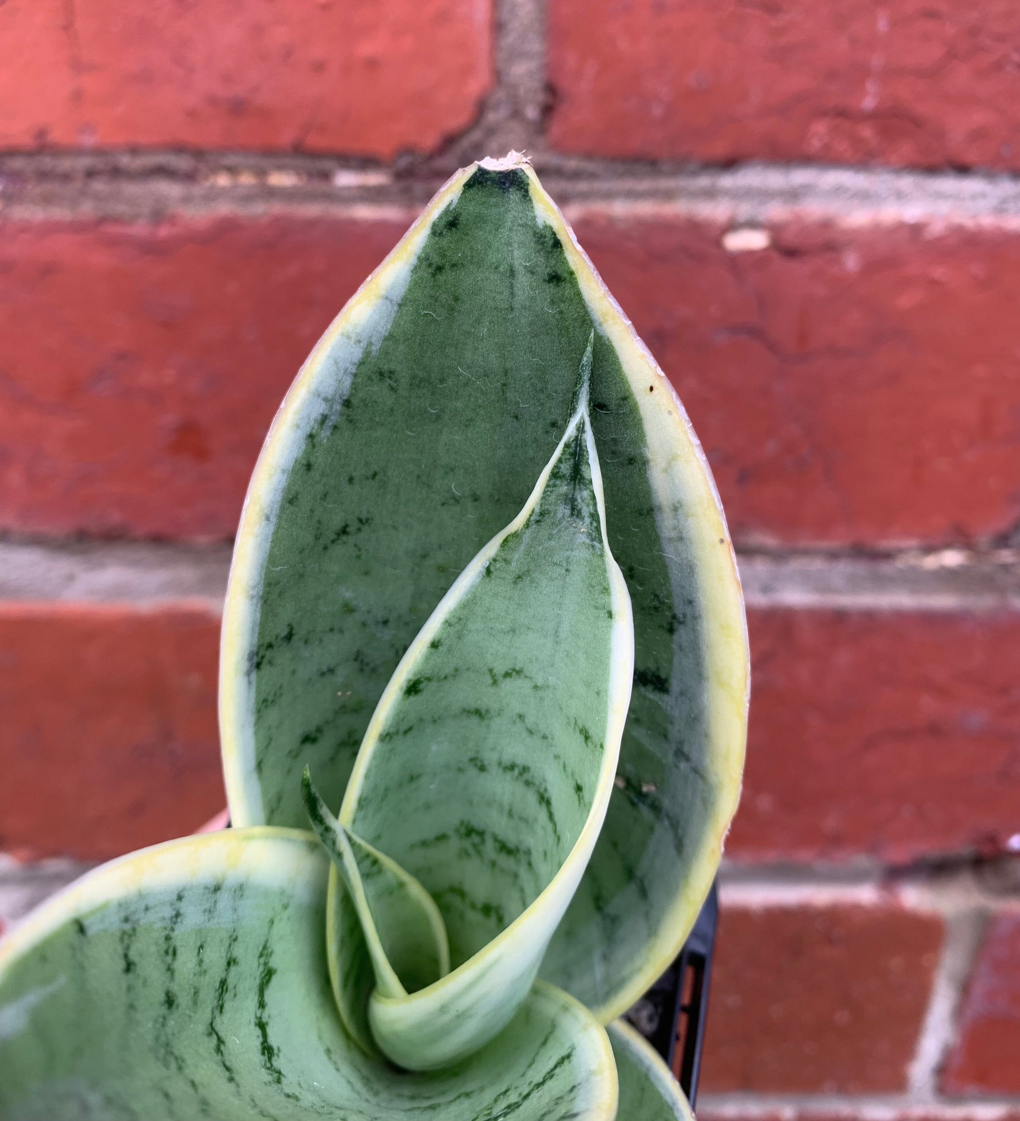 Sansevieria Snow White - 7cm pot