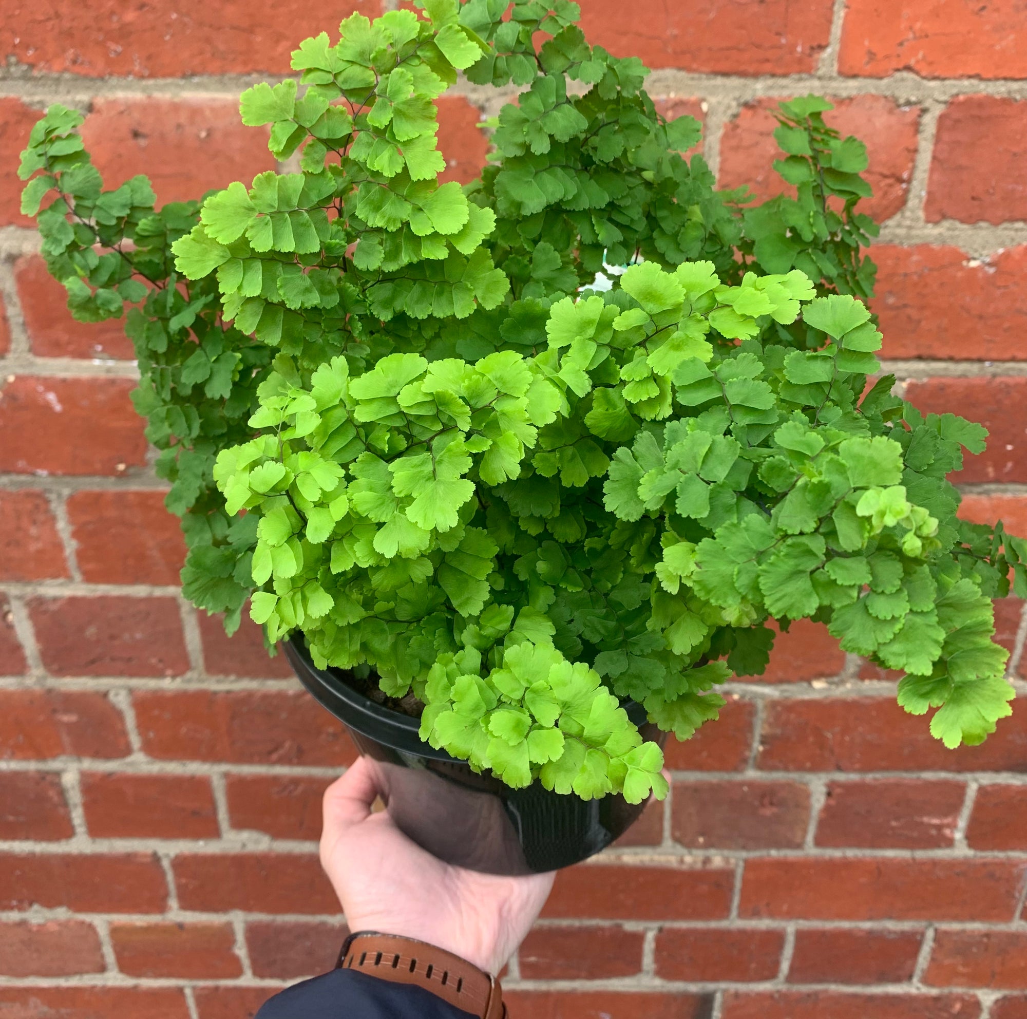 Maidenhair Fern - Adiantum monocolour Pacific - 18cm Pot