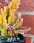 Cereus Fairy Castle Variegata - 7cm pot