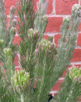 Adenanthos Sericea - Ref Flowering Albany Bush - 20cm pot