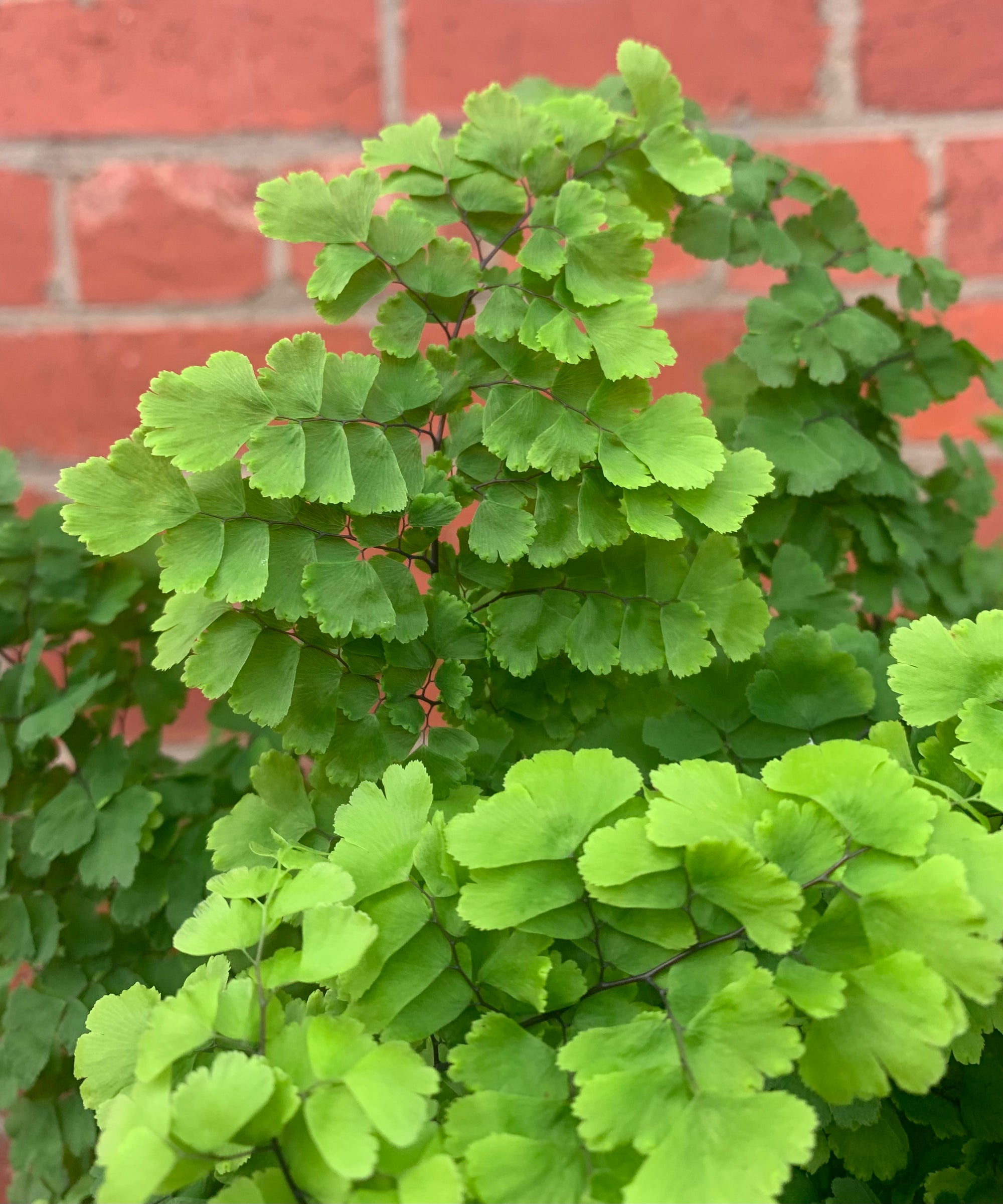 Maidenhair Fern - Adiantum monocolour Pacific - 18cm Pot