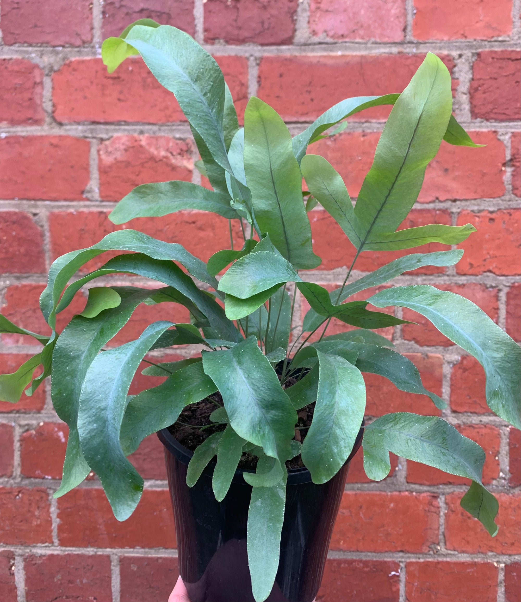 Blue Star Fern (Phlebodium Aureum)- 14cm Pot